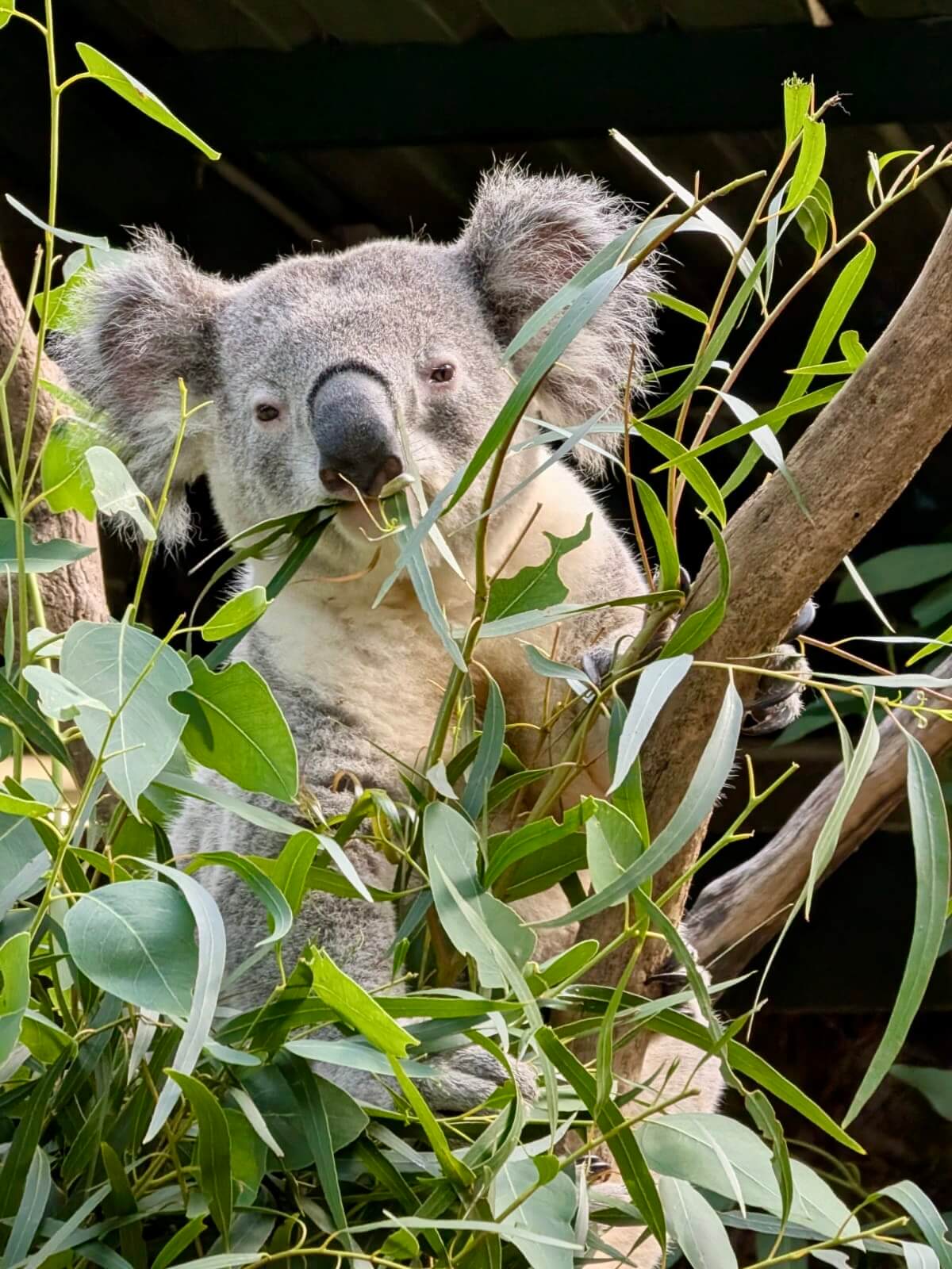 Koala